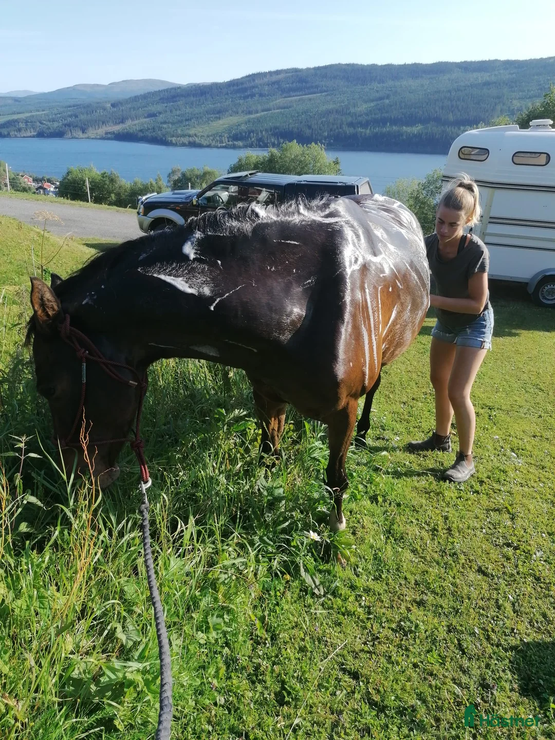 Allround hästar till salu: Den roliga ponnyn du kan göra allt med! - Annons 4