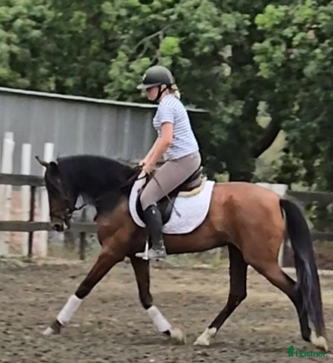 Övrigt hästar till salu: Trevliga hästar till salu i Spanien  i Mijas - Annons 3