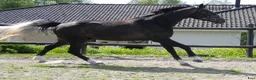  foderhäst finnes: Lovande unghäst söker hem på foder/lån i Odensbacken - Annons 4