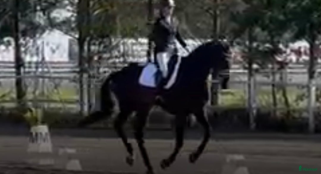 Dressyr hästar till salu: Tävlingshäst i Vimmerby - Annons 3