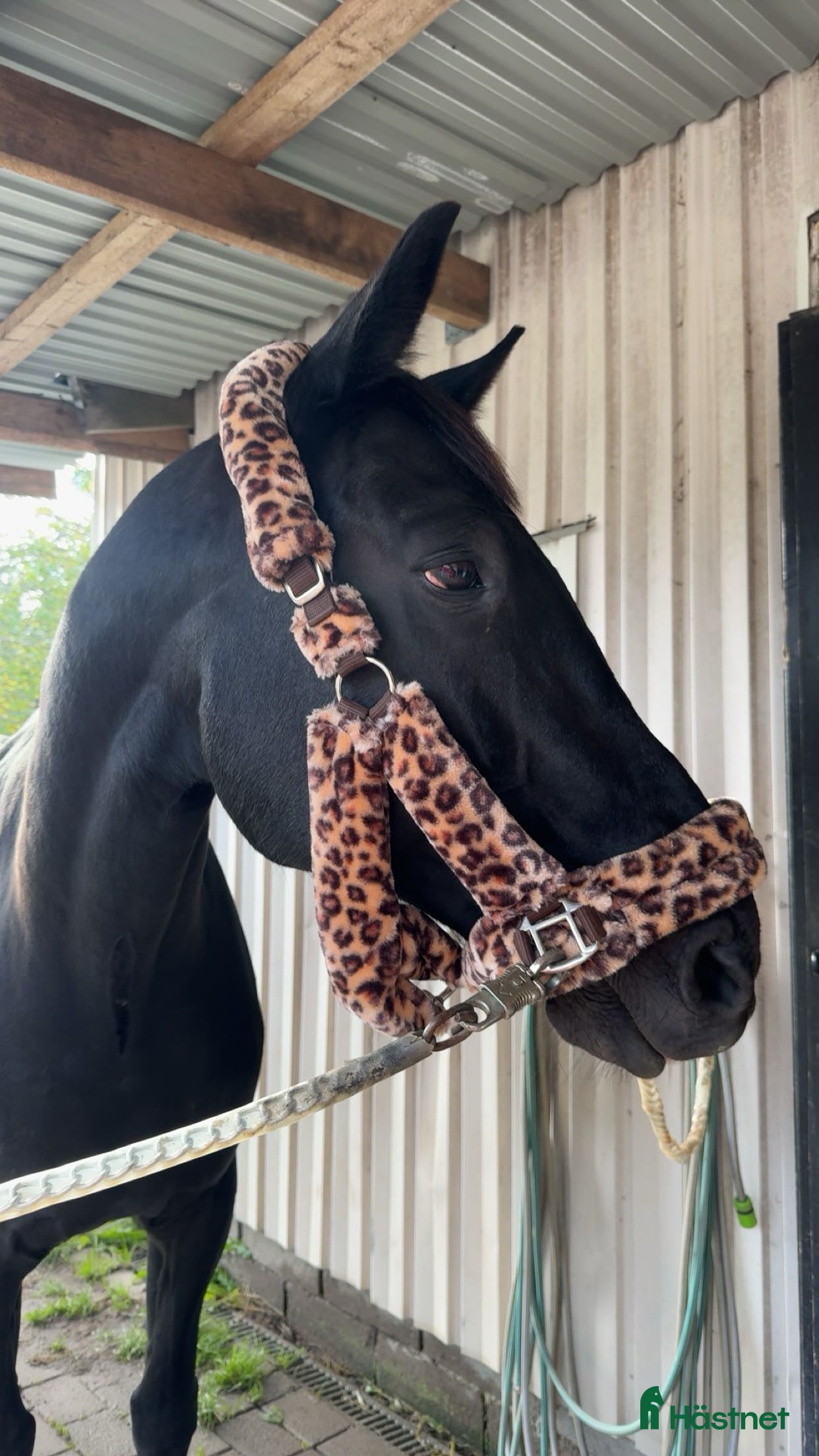  hästar Säljes först och främst som sällskap! i Lödöse - Annons 1