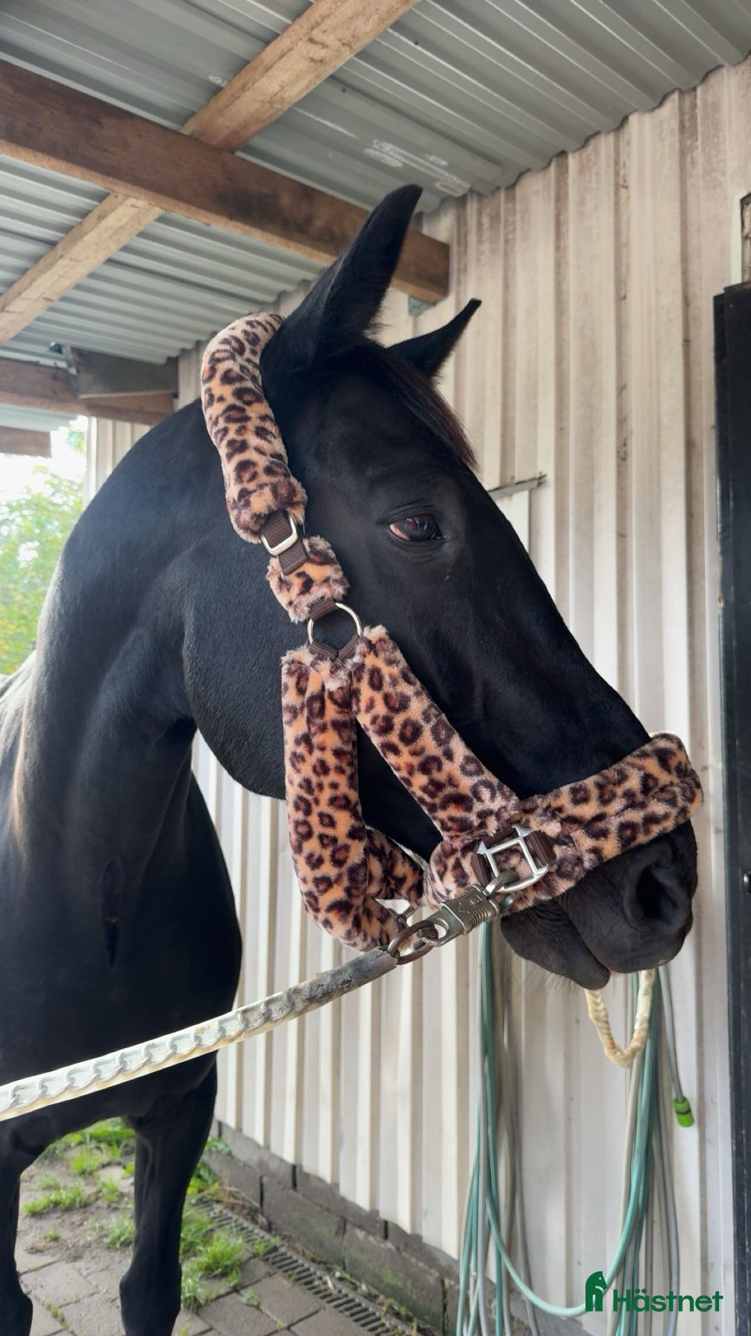 Sällskap hästar till salu: Säljes först och främst som sällskap! i Lödöse - Annons 1