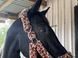 hästar Säljes först och främst som sällskap! i Lödöse - Annons 15