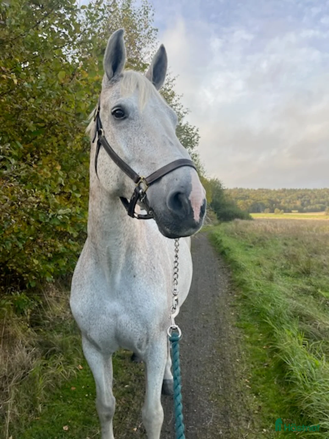 Allround hästar till salu: Sto med stort hjärta - rehab/avel  - Annons 4