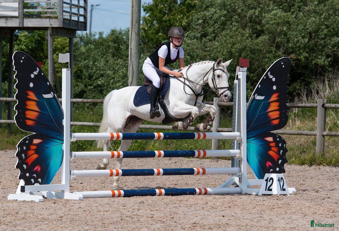 Hoppning hästar sökes: Søker makset D-ponni i Strömstad - Annons 2