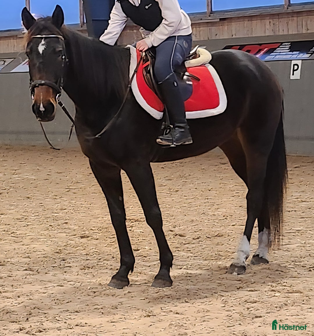  foderhäst finnes: Ridtravare - Annons 3