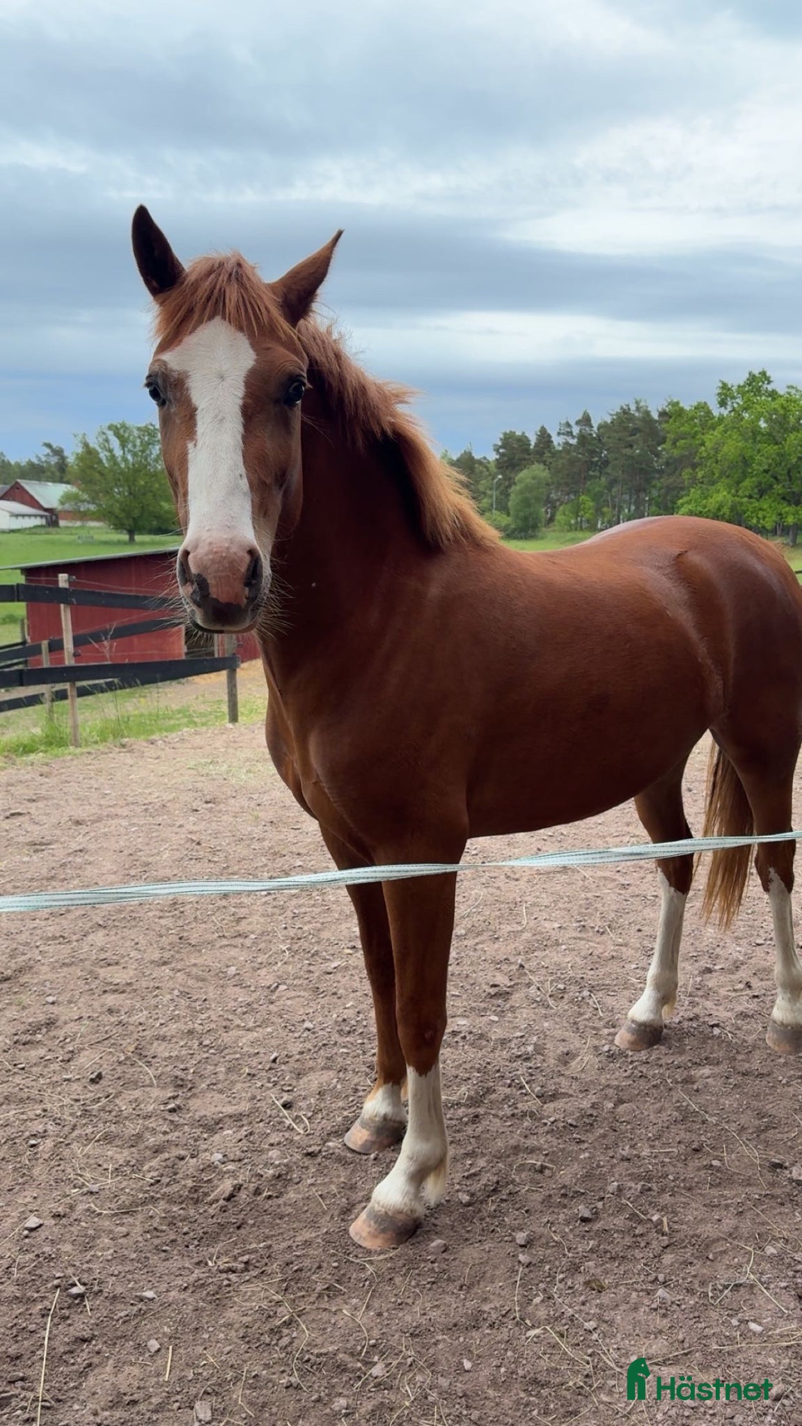  hästar C-ponny sto welshpartbred-23 säljes/bytes - Annons 2