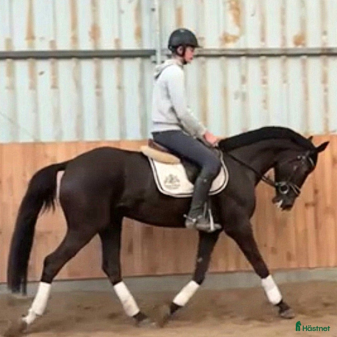 Allround hästar till salu: Top prospect you are looking for-dressage/jumping i Örsundsbro - Annons 3