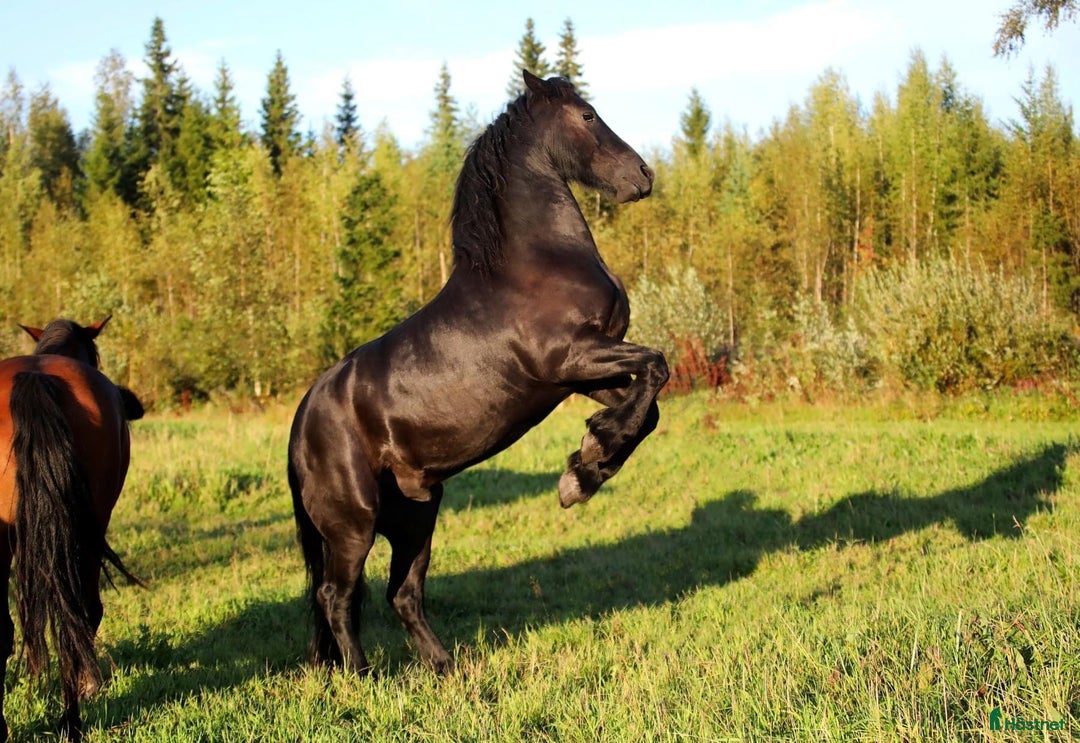 Allround hästar till salu: **Exceptional Horse for Sale** - Annons 21