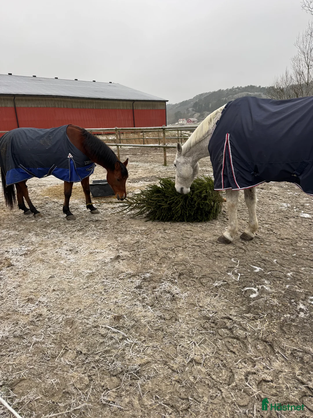  foderhäst finnes: Trevligt äldre halvblod på foder i Mölndal - Annons 2