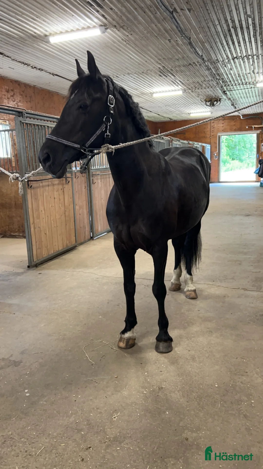 Dressyr hästar till salu: Vackert dressyr sto - Annons 2