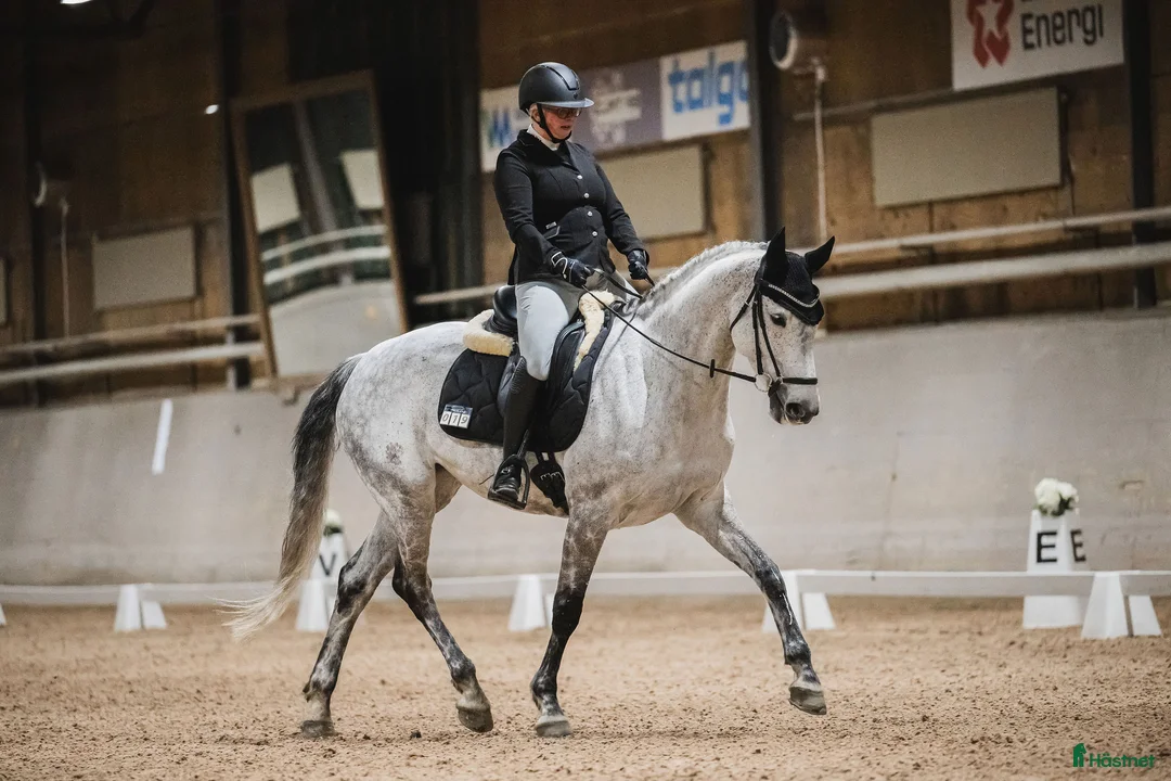 Hoppning hästar till salu: Välutbildad hopphäst - Annons 2