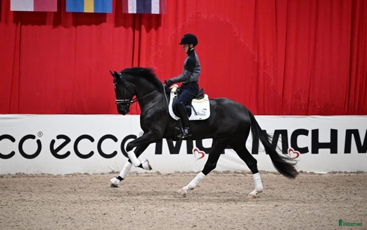 Dressyr hästar till salu: One In A Million  - Annons 2