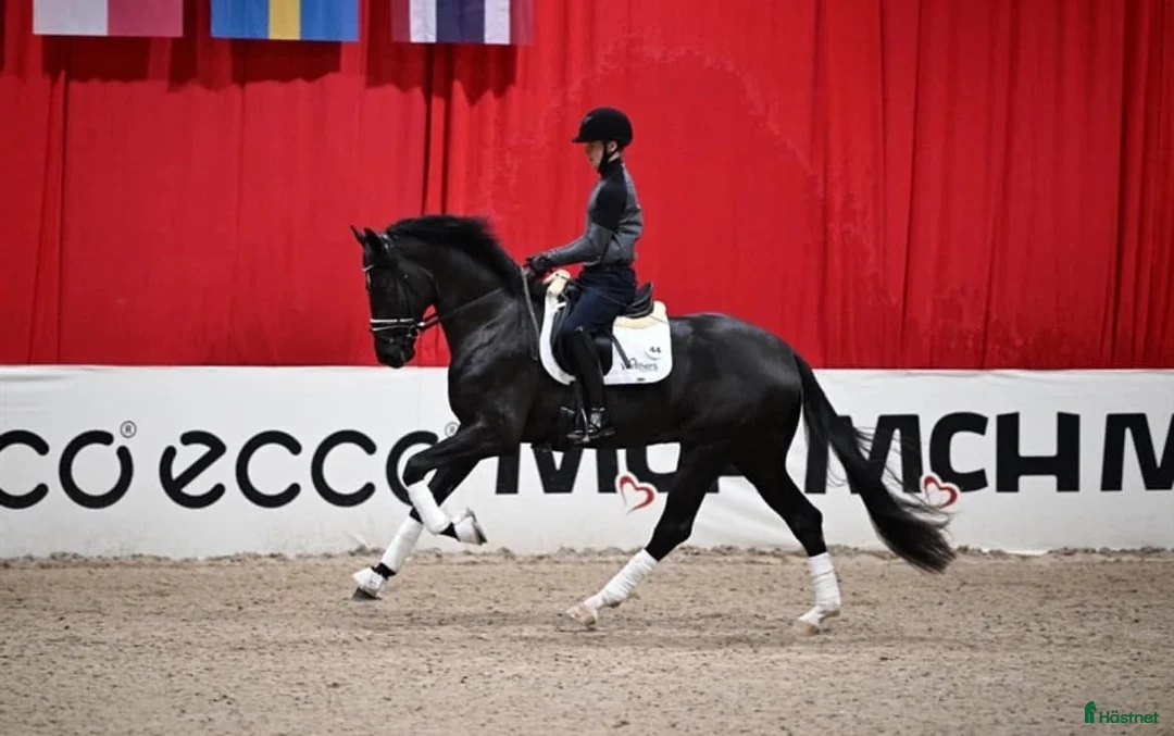 Dressyr hästar till salu: One In A Million  - Annons 1