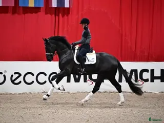 Dressyr hästar till salu: One In A Million - Annons 2