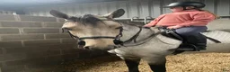 Hoppning hästar till salu: 5yr old 148 Connemara mare, record to 1m i Stockholm - Annons 9
