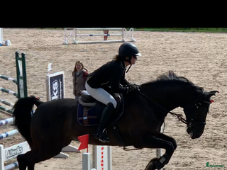 hästar Fin häst för tävling eller hobby i Ballingslöv - Annons 16