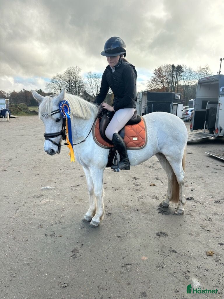 Allround hästar till salu: Perfekt läromästare/första ponny 🌟 - Annons 2