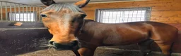 Övrigt hästar till salu: Varmblodig ridtravare  - Annons 1