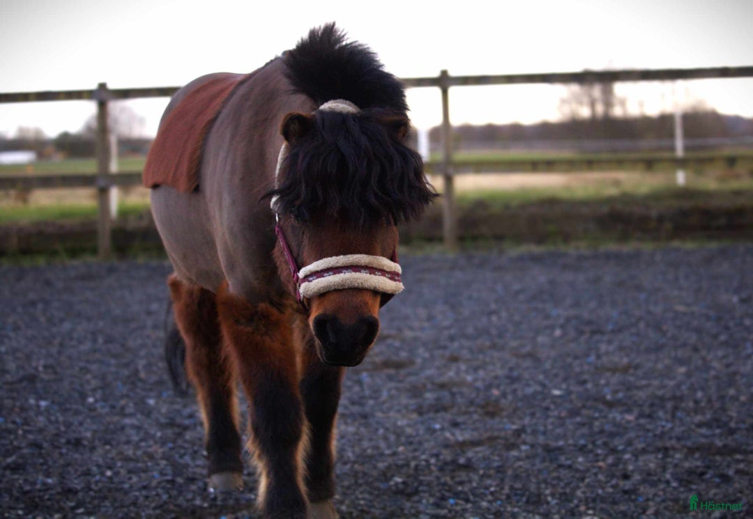  medryttarhäst finnes: Vi söker medryttare till vår A-ponny! i Åled - Annons 1
