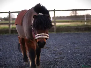 medryttarhäst finnes: Vi söker medryttare till vår A-ponny! - Annons 20
