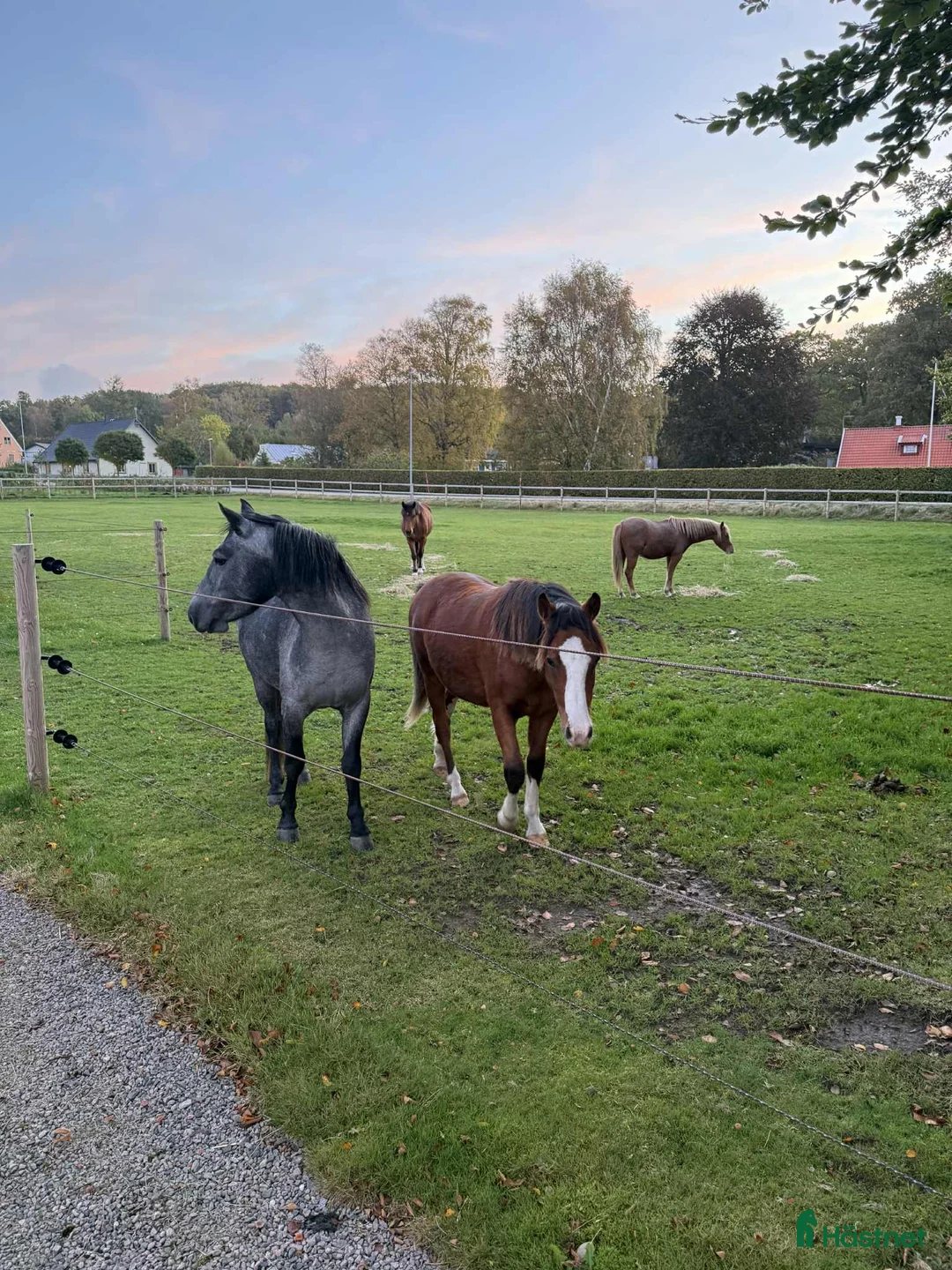 Allround hästar till salu: Ungponny med prestationsstam - Annons 4