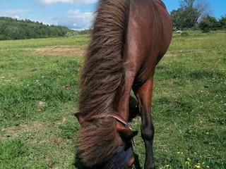 medryttarhäst finnes: Medryttare sökes ponny & islandshäst - Annons 6