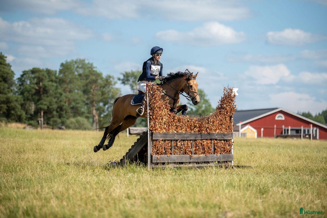 Fälttävlan hästar till salu: Fantastisk fälttävlansponny i Uppsala - Annons 2