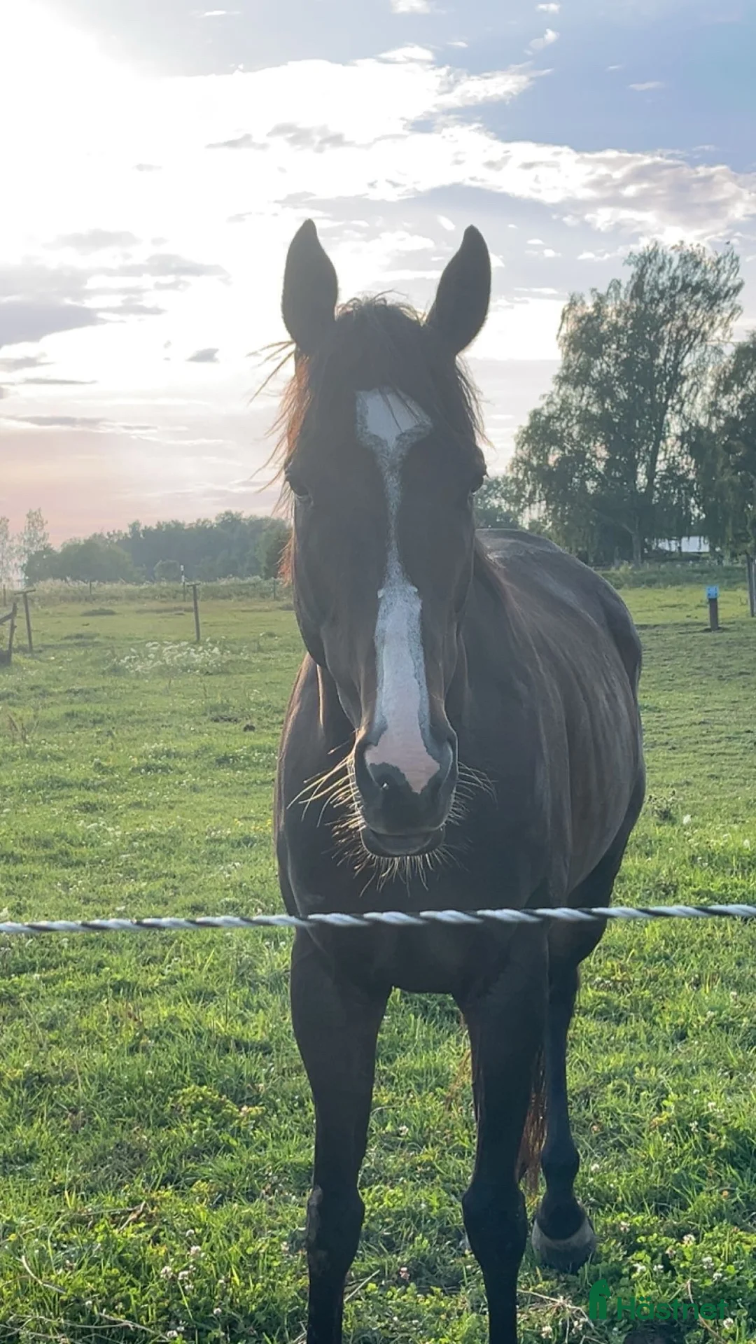 Allround hästar till salu: Lyxig hobbyhäst för dig med tålamod  - Annons 1