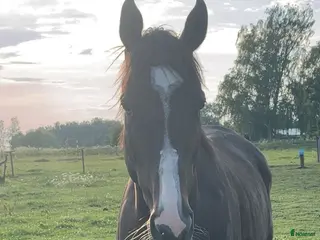 hästar Lyxig hobbyhäst för dig med tålamod - Annons 6