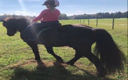 Allround hästar till salu: Islands valack  i Äppelbo - Annons 3