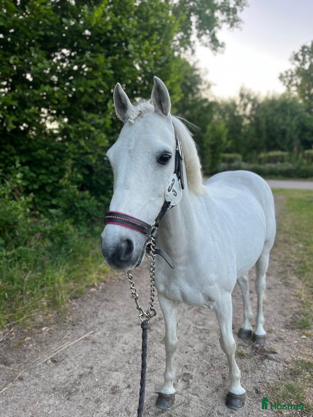 Hoppning hästar till salu: Twilight ||| i Sölvesborg - Annons 2