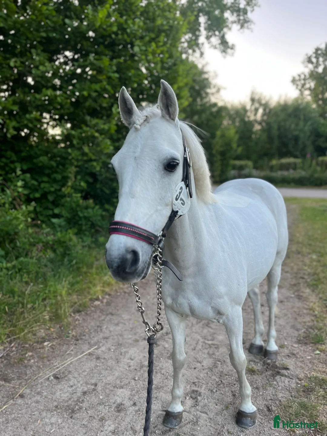 Hoppning hästar till salu: Twilight ||| i Sölvesborg - Annons 2