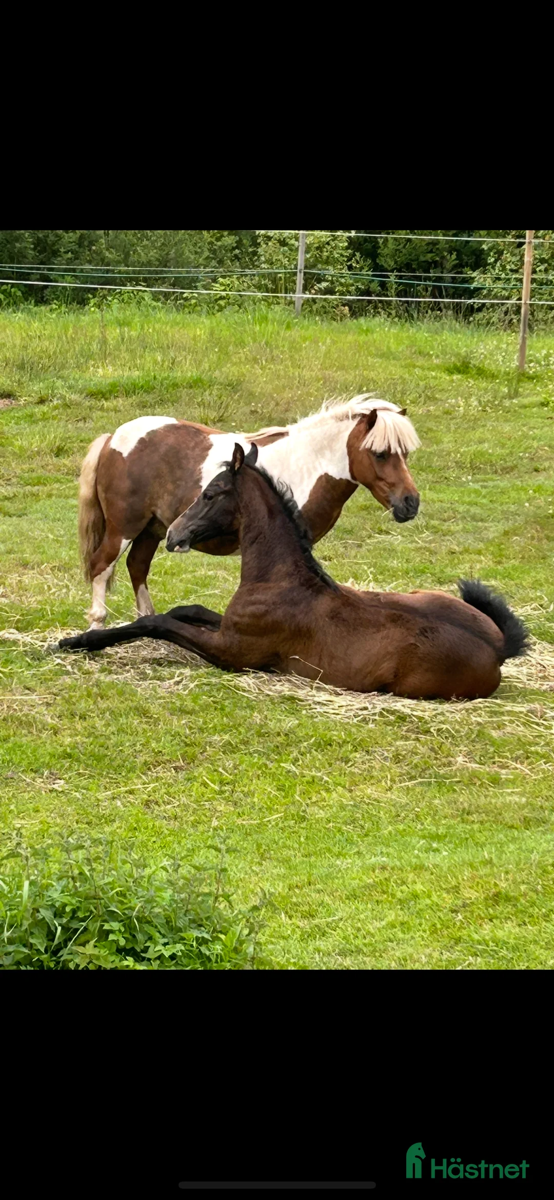 Allround hästar till salu: Bästa lekfarbrorn  - Annons 3
