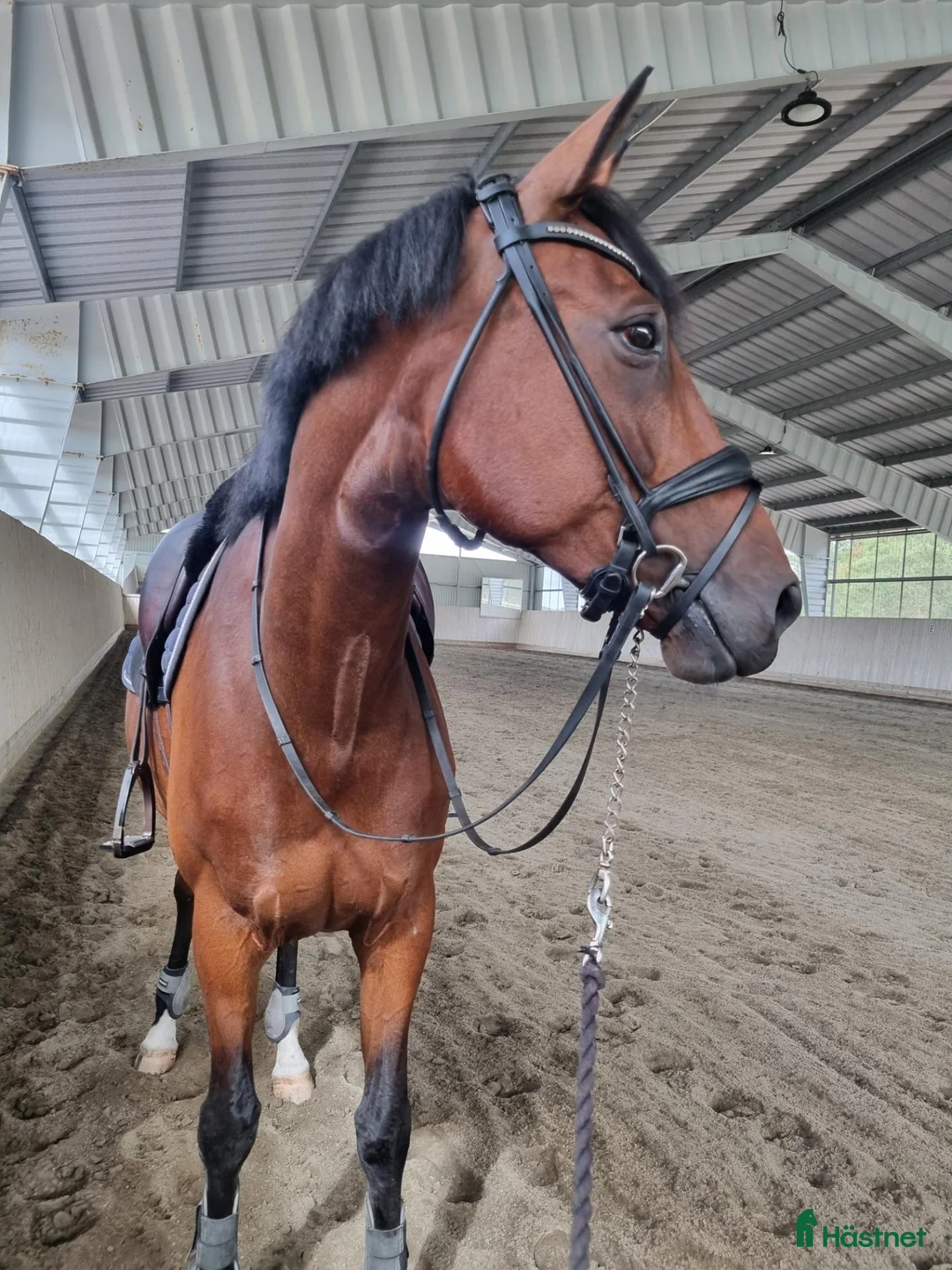 Allround hästar till salu: Projekt: snyggt sto med trevlig stam! i Östra Karup - Annons 1