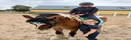  foderhäst sökes: Foderponny sökes  i Påarp - Annons 9