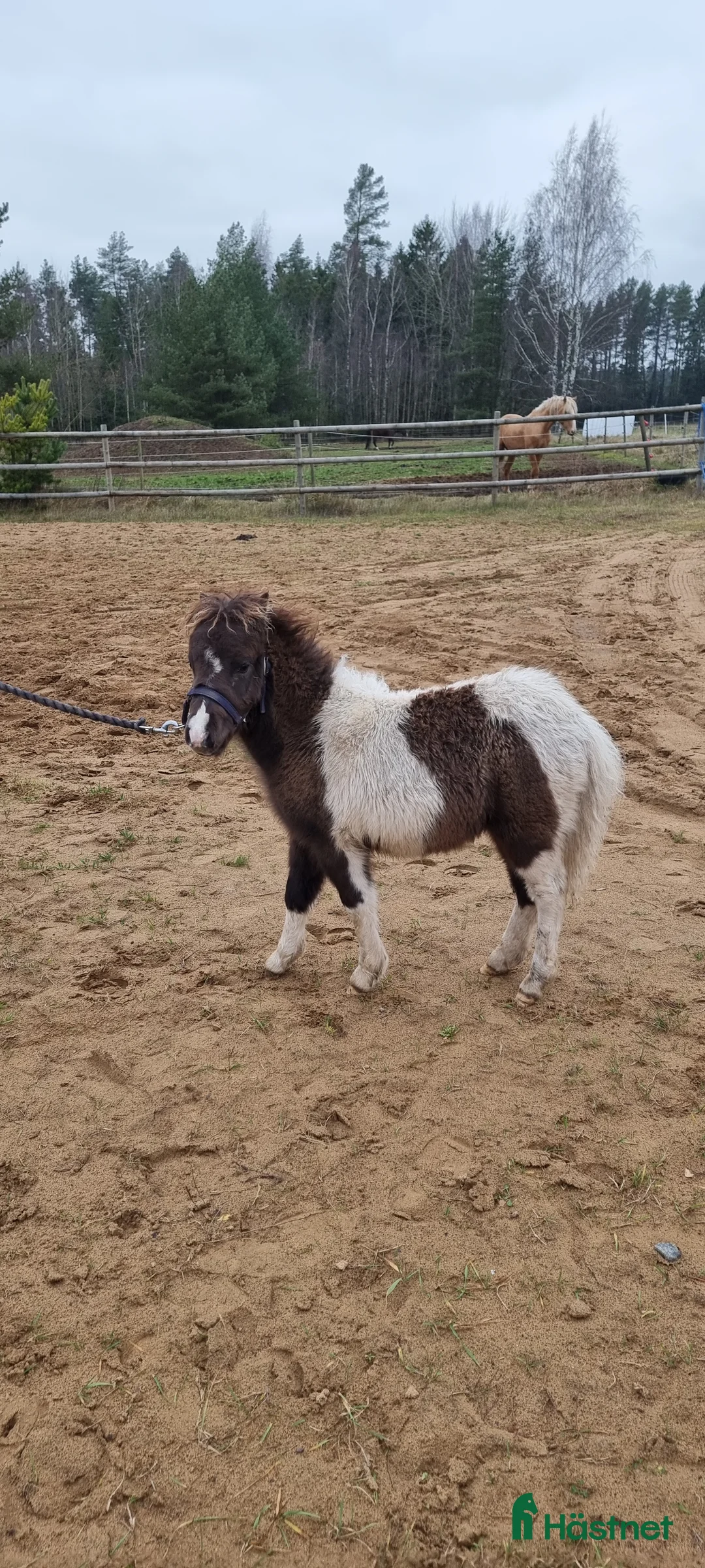 Allround hästar till salu: Underbar mini american föl. i Skara - Annons 16
