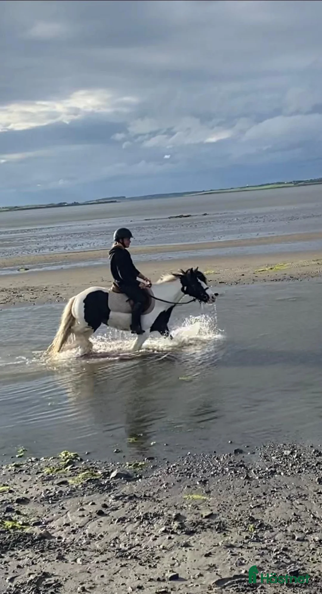 Allround hästar till salu: “Bombproof” 138cm mare - Annons 2