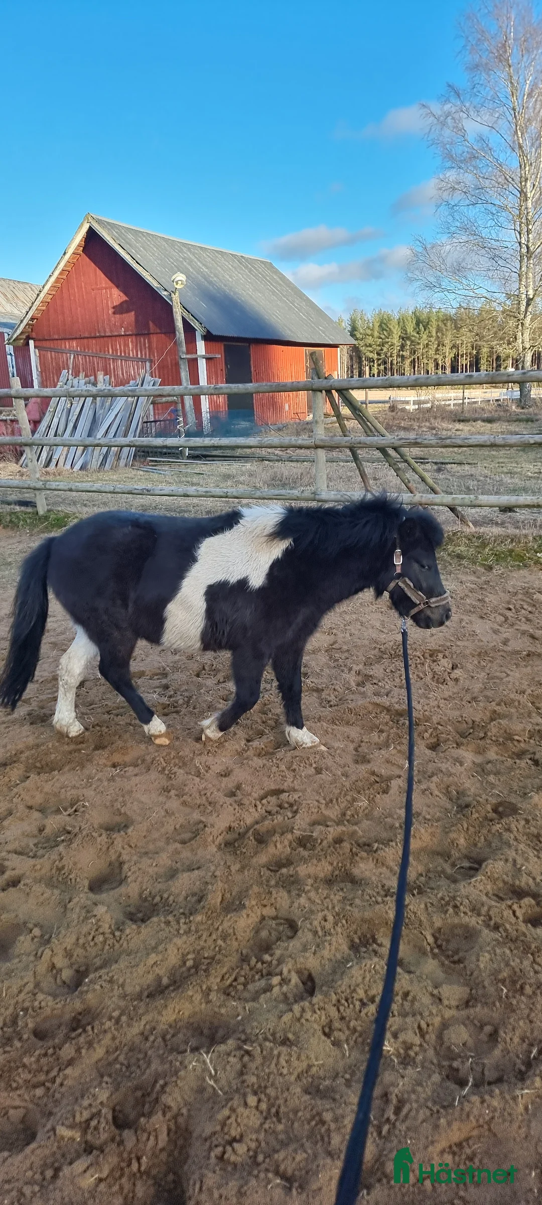 Allround hästar till salu: Underbar liten american curly blivande barnponny - Annons 1