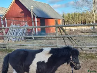 hästar Underbar liten american curly blivande barnponny - Annons 2
