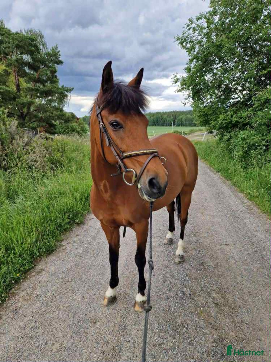 Hoppning hästar till salu: Het hopponny i Åkers Styckebruk - Annons 3
