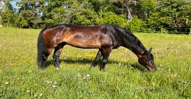  hästar i Storvreta - Annons 13