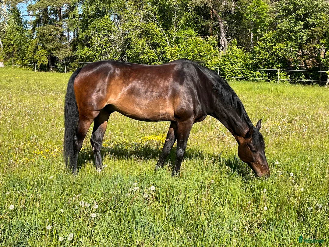 Allround hästar till salu: Multitalang Dressyr, WE & hoppning -med toppstam i Storvreta - Annons 2