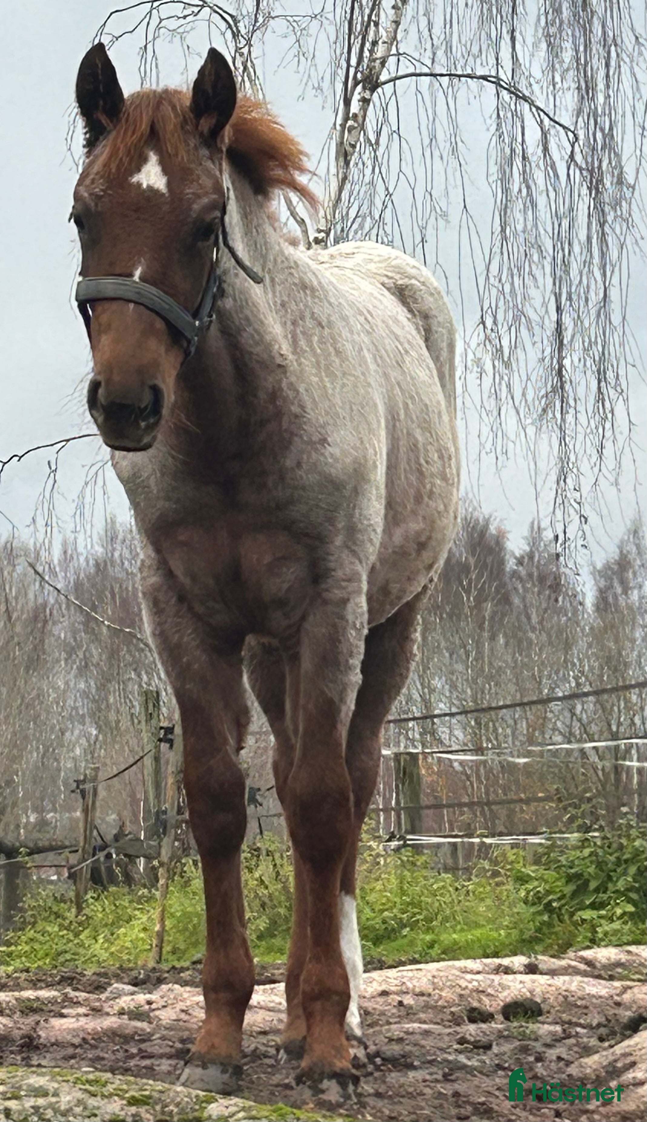  hästar Quarter sto föl i Kristinehamn - Annons 6