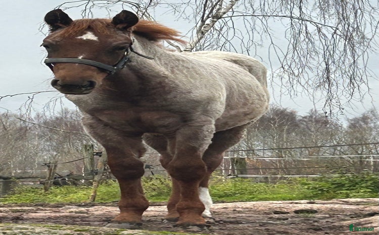  hästar i Kristinehamn - Annons 1