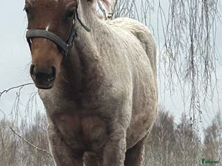 hästar Quarter sto föl i Kristinehamn - Annons 21
