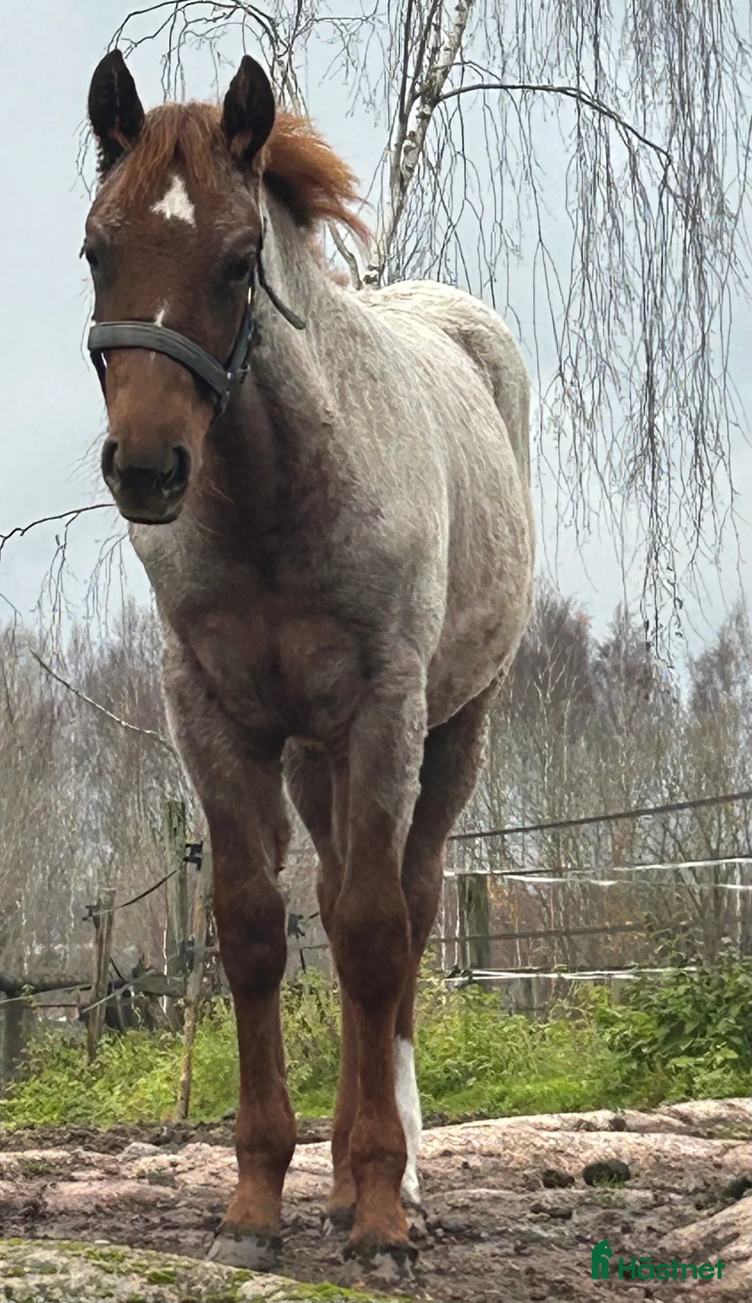 Western hästar till salu: Quarter sto föl i Kristinehamn - Annons 1