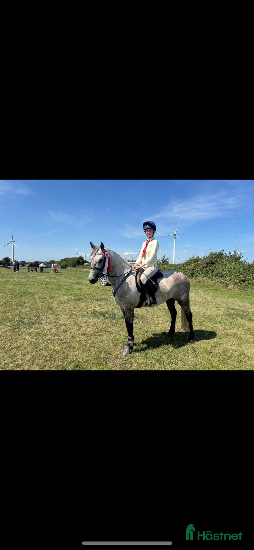 Allround hästar till salu: Supertrevlig Connemara Valack. i Ängelholm - Annons 4