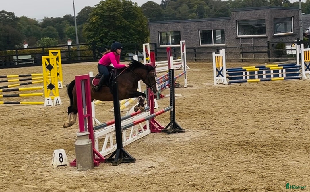Hoppning hästar till salu: Welsh gelding 140cm i Ljungby - Annons 2
