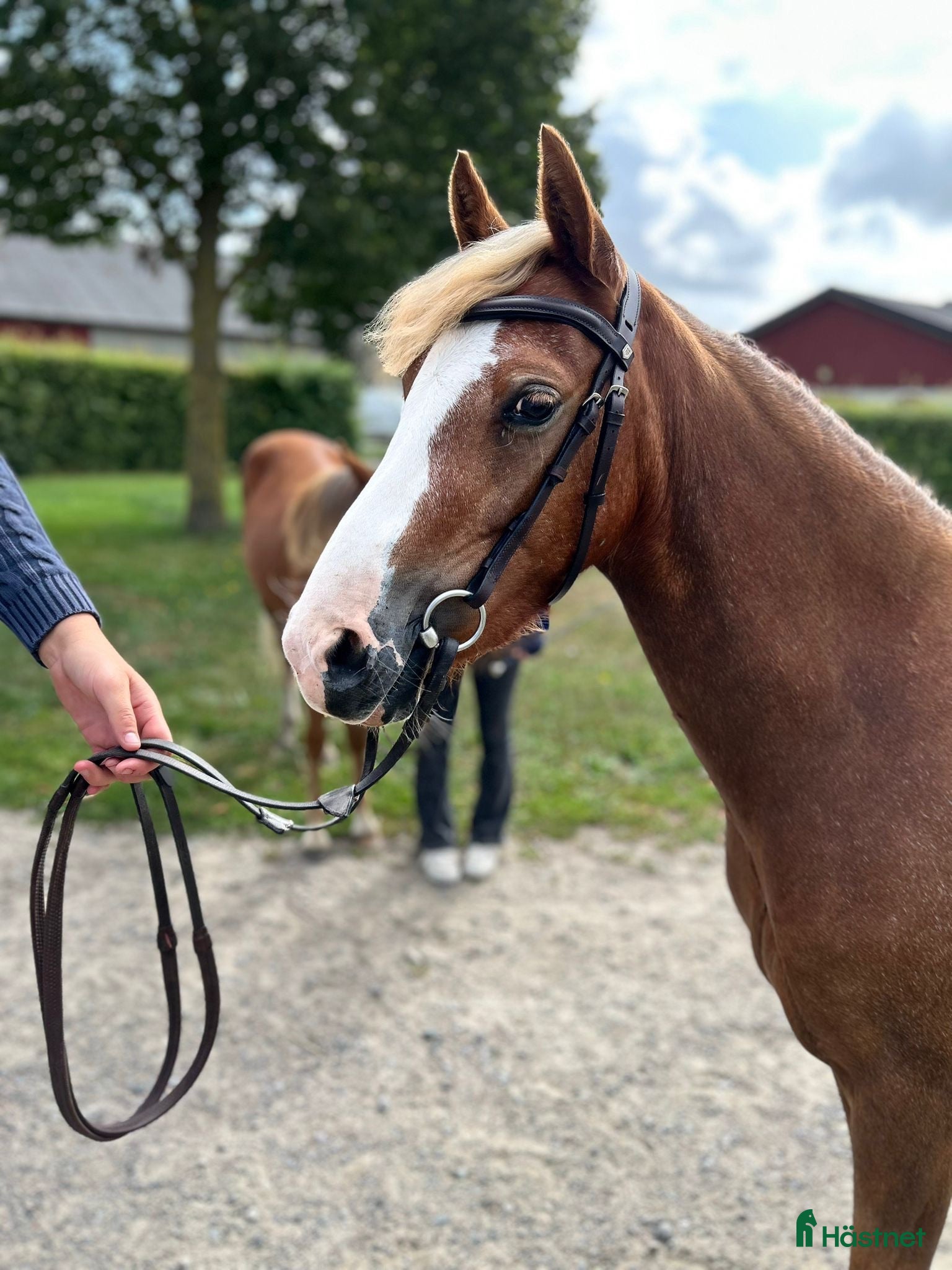  hästar 🌸 florence 🌸 - Annons 17
